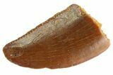 Serrated Raptor Tooth - Feeding Worn Tip #332777-1